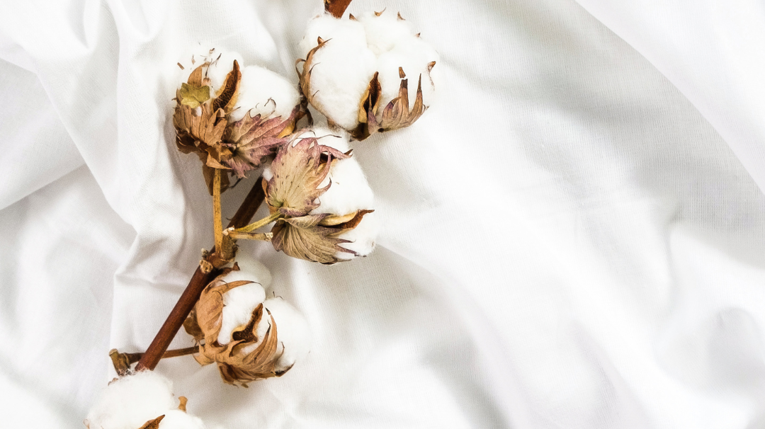 A branch of aegean cotton laying on a piece of white linen